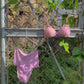 My color : Bra