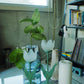 Tulip candlestand